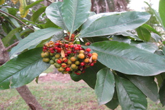 Pittosporum floribundum